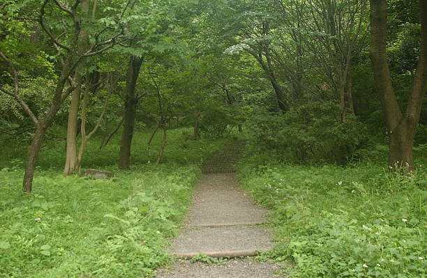 istock Japanese forest in summer 533994252