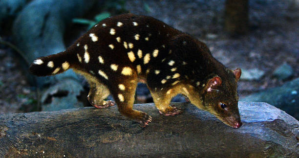 Daintree National Park Queensland Australia Quoll Daintree National Park in the tropical north of Queensland  Australia. Carnivorous marsupial native to mainland Australia, New Guinea, and Tasmania. It is primarily nocturnal and spends most of the day in its den spotted quoll stock pictures, royalty-free photos & images