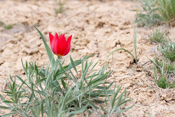 крупным планом красный тюльпан в пустыне рядом с маунт богдо - single flower desert spring red стоковые фото и изображения