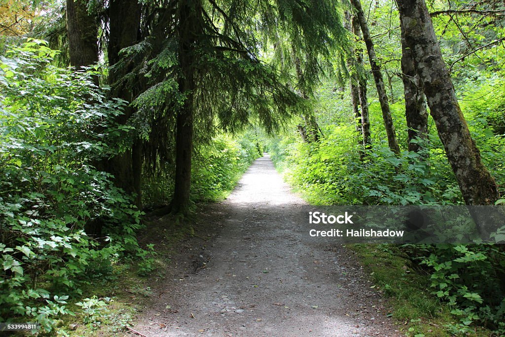 Nature Sport Trail Narrow recreational trail leading trough lush forest 2015 Stock Photo