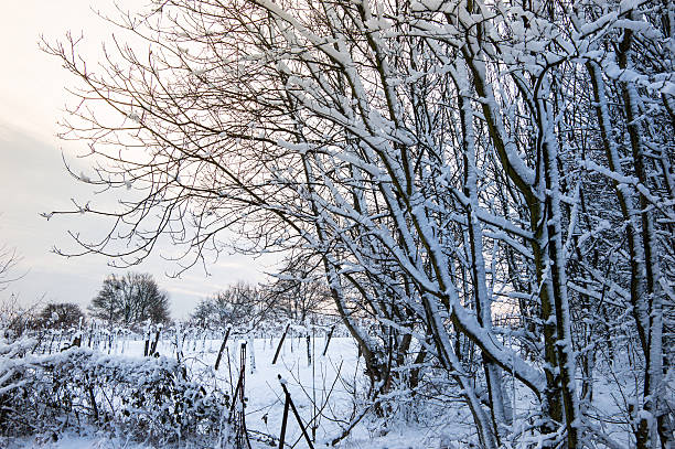 istock Morning in the forest in winter with snow 533994879