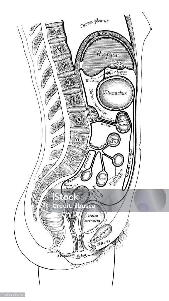 Human anatomy scientific illustrations: peritoneum (female) Human anatomy scientific illustrations with latin/italian labels: peritoneum (female) Female Likeness stock illustration