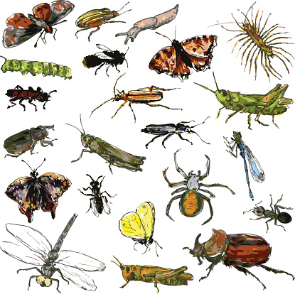 set of watercolor drawing insects, hand drawn vector illustration