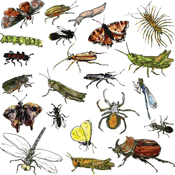 Vector illustration of set of watercolor drawing insects
