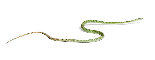 istock Western green mamba - Dendroaspis viridis, poisonous, white background 533995648
