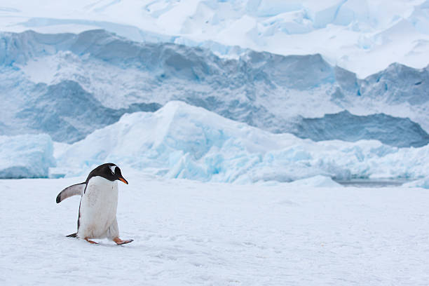 젠투펭귄 도보여행에 눈 안타티카 - bird black penguin gentoo penguin 뉴스 사진 이미지