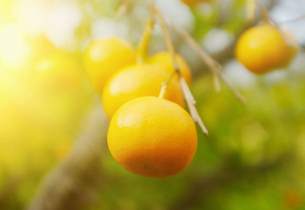 istock Ripening oranges hanging on the tree in soft-focus sunshine 533995874