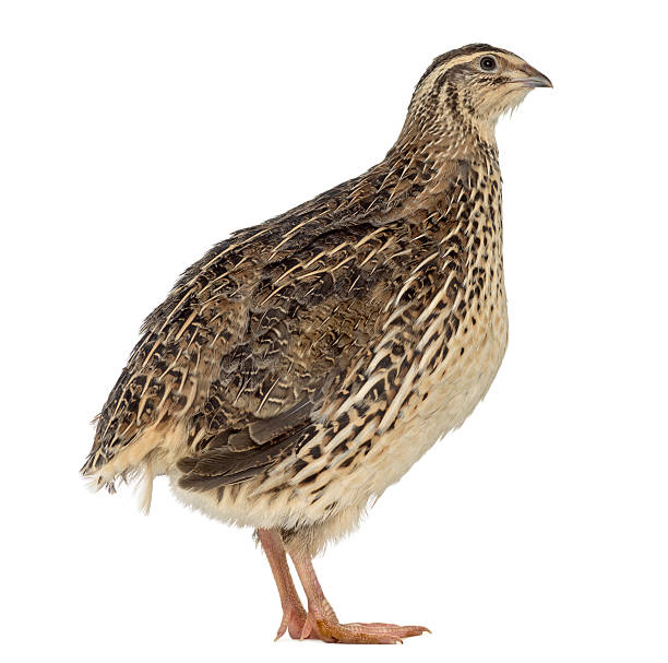 istock Japanese Wild Quail isolated on white 533995890