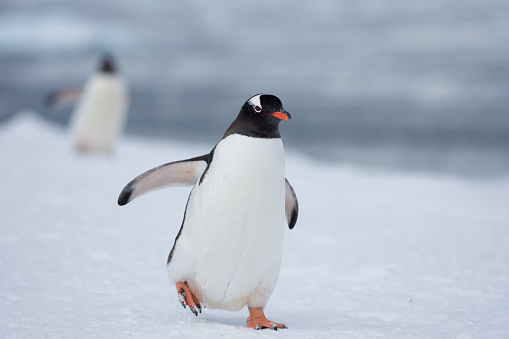 Pingüino gentú caminar en la nieve en la Antártida photo