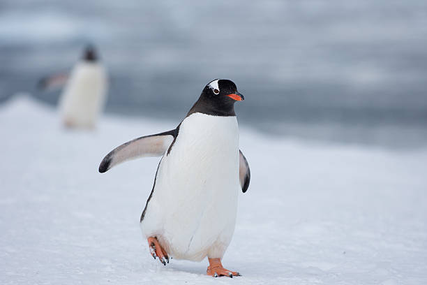 Gentoo penguin walking in snow in Antarctica Gentoo penguin walking in snow in Antarctica with foot raised  with a background of a distant out of focus penguin gentoo penguin photos stock pictures, royalty-free photos & images