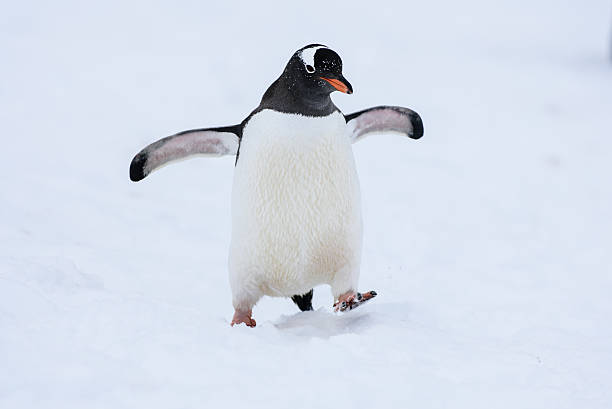 젠투펭귄 도보여행에 눈 안타티카 - bird black penguin gentoo penguin 뉴스 사진 이미지