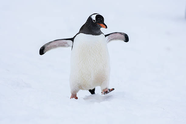 istock Gentoo penguin walking in snow in Antarctica 533996232
