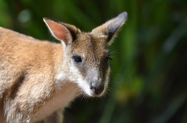 ualabí ágil de queensland australia - agile wallaby fotografías e imágenes de stock