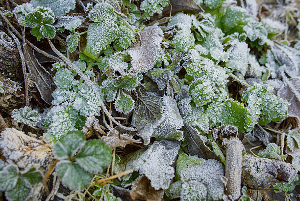 istock green plants covered with hoarfrost 533996531