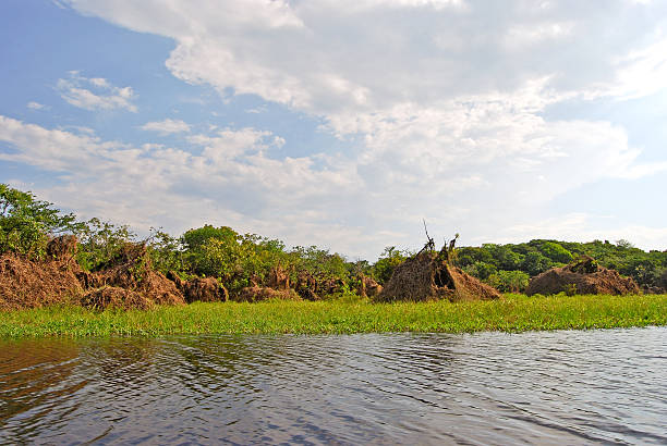 istock Amazon rainforest: Along the Amazon River near Manaus, Brazil 533996625
