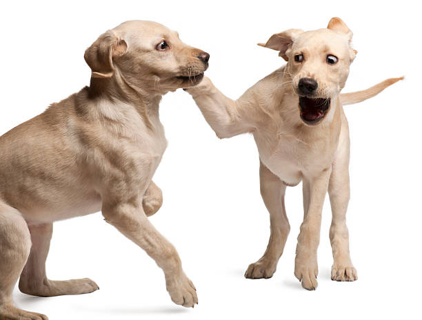 istock Young Labrador Retriever, 4 months old 533996748