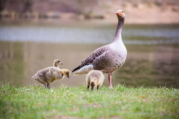 istock Greylag  geese and young 533997020