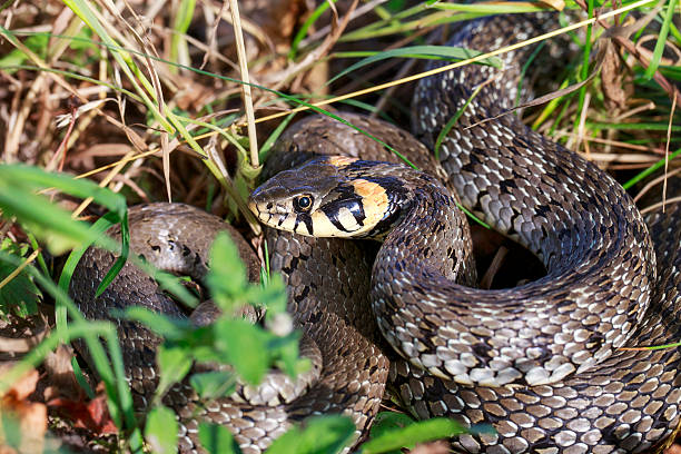 istock Big snake lies in the grass. 533997062