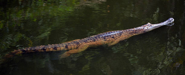 istock Freshwater crocodile swim in a river 533997072