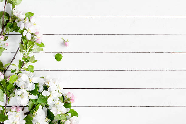 istock White wooden background with apple blossom flowers 533998272