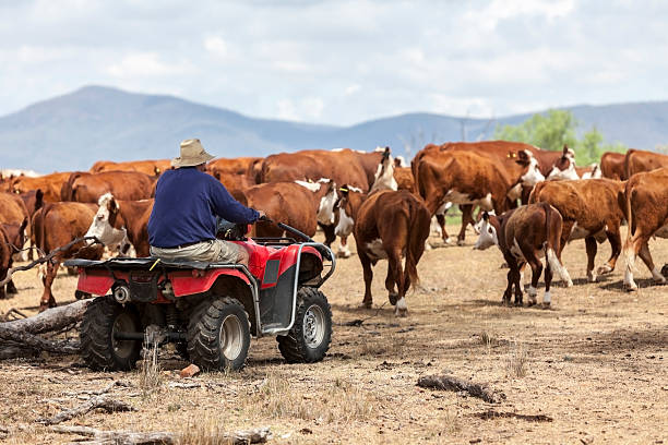 Farmer on quad bike mustering cattle Australian farmer on four-wheel-drive quad bike rounding up cattle in a drought affected paddock. farmer-drought-australia stock pictures, royalty-free photos & images