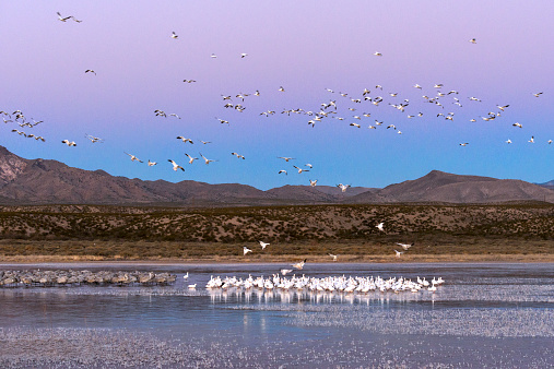 Snow geese and Sandhill Cranes at dawn above the wetlands of Bosque Del Apache National Wildlife Refuge in New Mexico with plenty of room for copy space