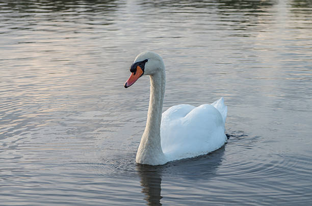 istock swan in the pond 533999043