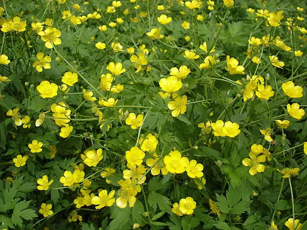 Meadow of blooming buttercup yellow flowers