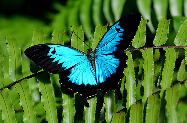 Ulysses Swallowtail butterfly above view stock photo