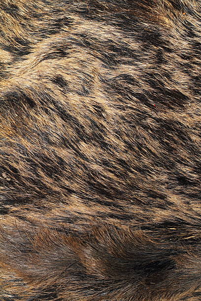 detail on wild boar pelt ( Sus scrofa )