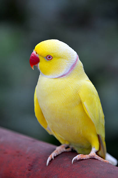 istock Yellow Indian Ringneck Parrot 533999908