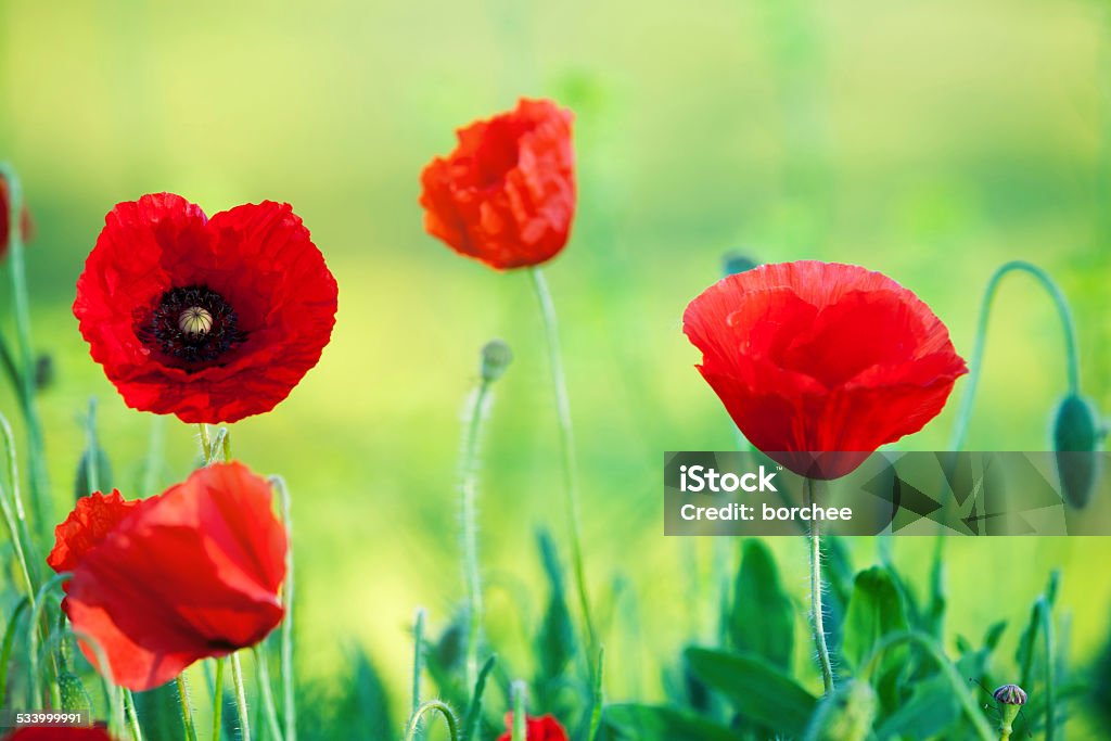 Poppy On The Field Beautiful poppies on green field. 2015 Stock Photo