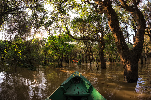Riding a canoe in Tonle Sap Mangrove Forest river boat tour.