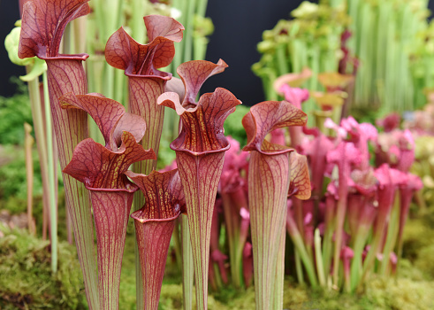 Insect eating pitcher plants