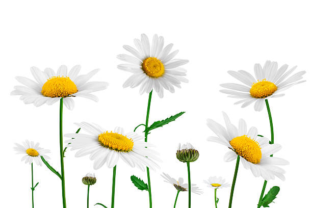 istock Golden Daisies On White Background 534000231