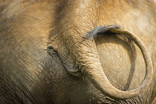 The rear end of an Indian elephant with its tail swishing and forming a circle.