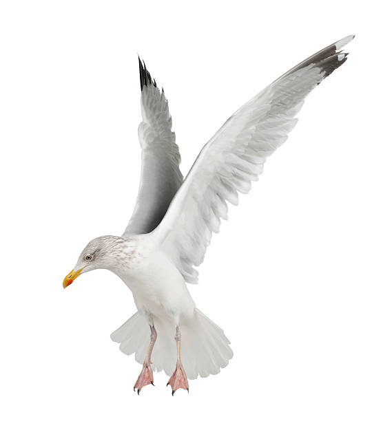 istock European Herring Gull, Larus argentatus, 4 years old, flying 534000594