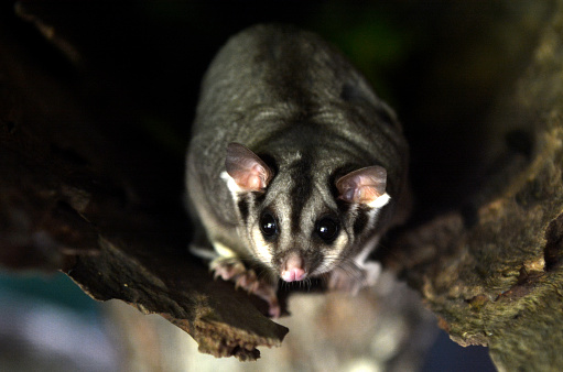 Sugar glider live inside a tree log at Daintree National Park in the tropical north of Queensland, Australia