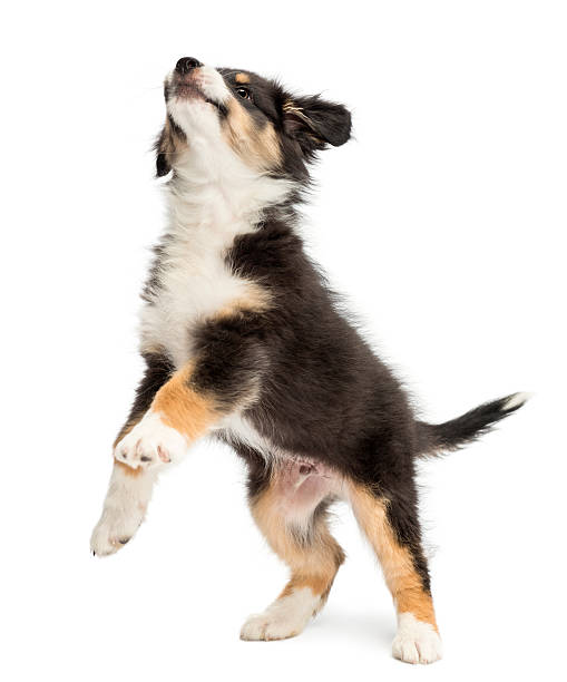 Australian Shepherd puppy standing on hind legs and looking up