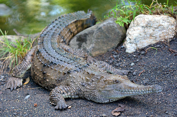 istock Freshwater crocodile on a river bank 534001348