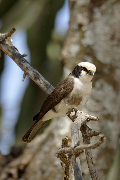 istock Northern White-crowned Shrike 534001383