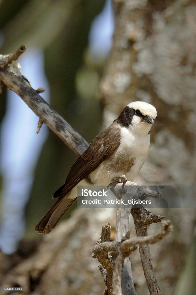 Northern White-crowned Shrike Names: Northern white-crowned shrike, White-rumped shrike  2015 Stock Photo