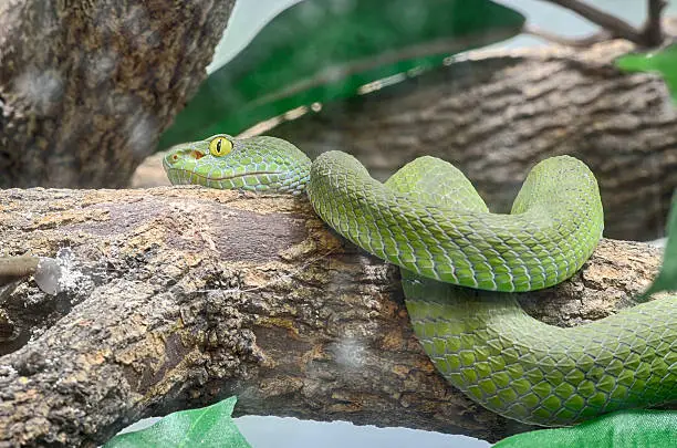 Photo of green snake