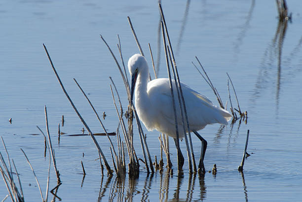 istock Little Egret (Egretta garzetta) in the National Park. 534001917