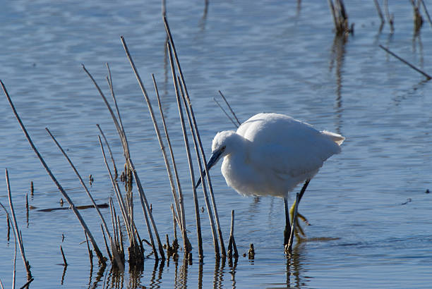 Little Egret (Egretta garzetta) in the National Park.