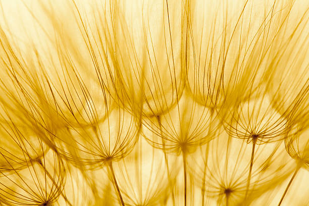 istock Big dandelion in yellow summer sunlights 534002077