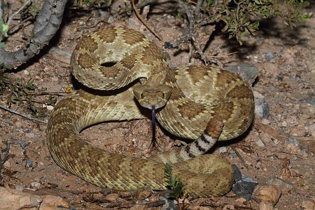Mojave Rattlesnake - Crotalus scutulatus Mojave Rattlesnake (Crotalus scutulatus) coiled to strike. The Mojave Rattlesnake is considered by many to be the most deadly snake in the United States. scutulatus stock pictures, royalty-free photos & images