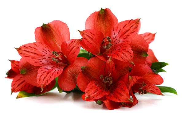 istock Red alstroemeria lily flower 534003406