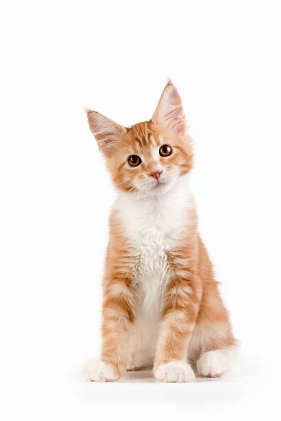 ลูกแมวสีแดงตัวน้อยนั่งอยู่บนพื้นหลังสีขาว - แมวส้ม ภาพสต็อก ภาพถ่ายและรูปภาพปลอดค่าลิขสิทธิ์