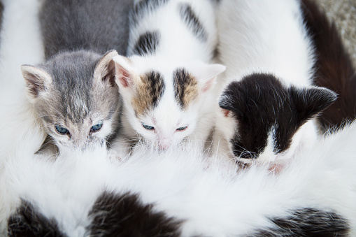 Cat breastfeeds its cute kittens